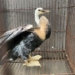 rare bird perched on a roof in go vap leo caught and not flying 122435