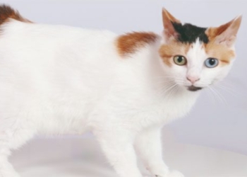 rare fox cat breed in phu tang province 118671