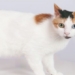rare fox cat breed in phu tang province 118671