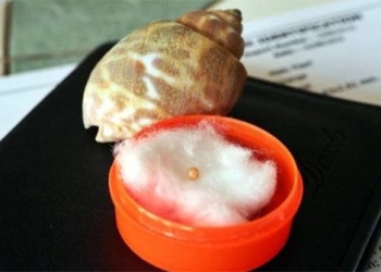 rare gem detective discovered near 28 000 usd while eating snails 122581