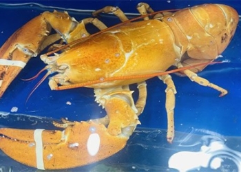 rare golden shrimp first appearance in vietnam 121476