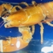 rare golden shrimp first appearance in vietnam 121476