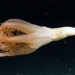 rare movie drug about the transformation at a depth of 3 000 m 121779