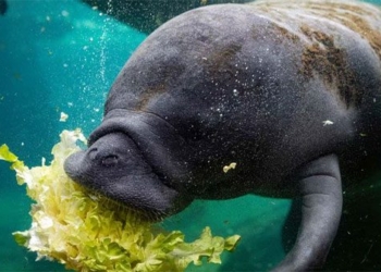 rare natural foods florida must wait for giant pigs to eat 9 tons of fresh lettuce every week 119171