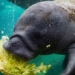 rare natural foods florida must wait for giant pigs to eat 9 tons of fresh lettuce every week 119171