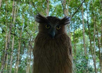 rare species of bird cau cu ca quy appears in mui ca mau national park 124657