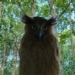 rare species of bird cau cu ca quy appears in mui ca mau national park 124657