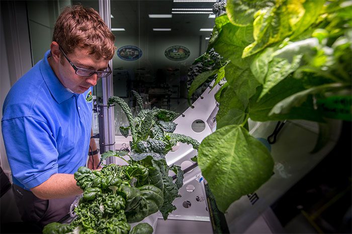 Genetically modified lettuce that can produce astronauts' bone-stimulating hormone.
