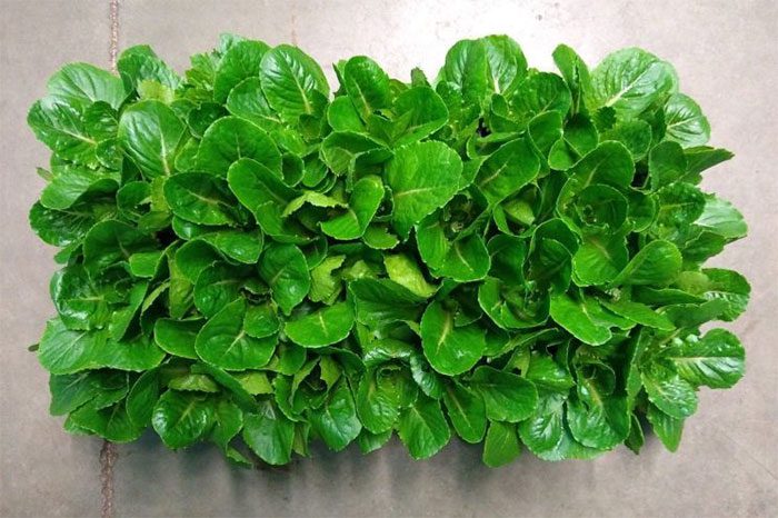 Lettuce
