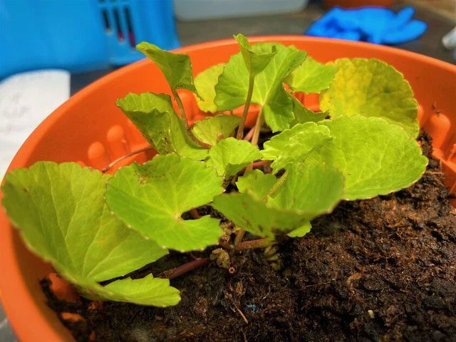 Herbal species that can eliminate metals and metalloids