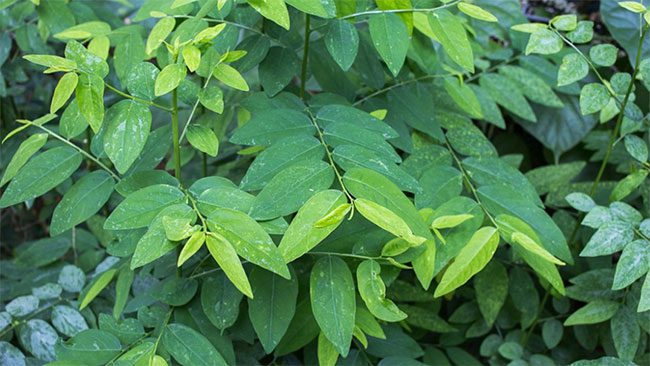 Pregnant women should absolutely avoid drinking raw bitter herb juice.