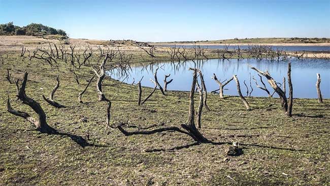Tree roots exposed due to low water levels at Colliford Lake.