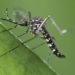 reasons for the hemorrhagic fever outbreak in office 121470