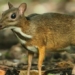 record cross species encounter at hon ba nature reserve 121422
