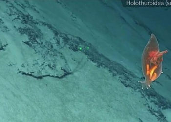 recorded harmful squid in transparent water at a depth of 2200m below sea level 120635
