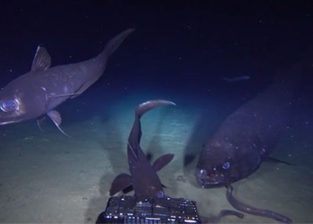 recorded the largest bone fish found below 2000m depth 121677