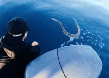 replace creature black white crazy man unexpectedly jumps into sea to leave near 118231