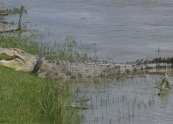 rescue alligator 6 years trapped under meat truck 118746
