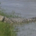 rescue alligator 6 years trapped under meat truck 118746