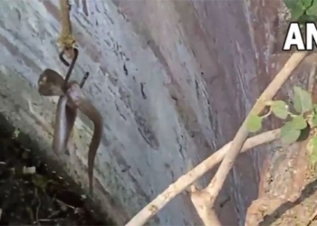 rescue video of snake trapped in well 119716