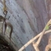 rescue video of snake trapped in well 119716