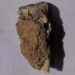 research finds human teeth with an age of 1 8 million years 122892