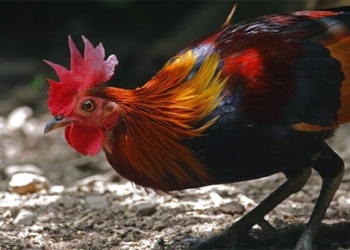 research new shows wild chickens have been domesticated from rice weeds in southeast asia 121173