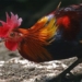 research new shows wild chickens have been domesticated from rice weeds in southeast asia 121173