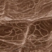 research new tree also has network www for communication 122093