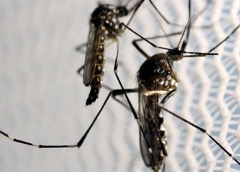 research on hemorrhagic fever treatment drugs in 6 hours instead of 2 weeks 124203
