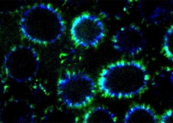 researchers create nano bees using 1 2 million ant colonies 122895