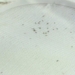 researchers developing armor against insect pests coloring 119909