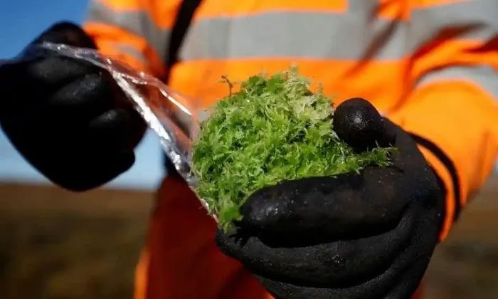 Sphagnum moss can reduce the maximum amount of water flowing into rivers after a storm.
