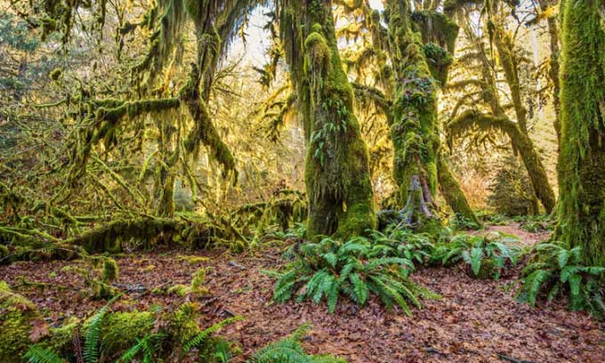 Moss and lichen cover tree trunks in the Hoh Rainforest in Washington.