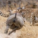 reverse big bear incident rob new cub of bao san 118251