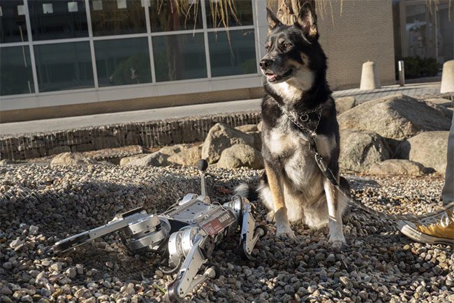 Cheetah mini Robot (left) and a real dog (right).