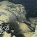 robot captures fuel to prevent wildfires in fukushima 118867
