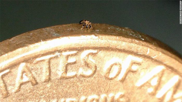 The crab robot is thinner than a coin.