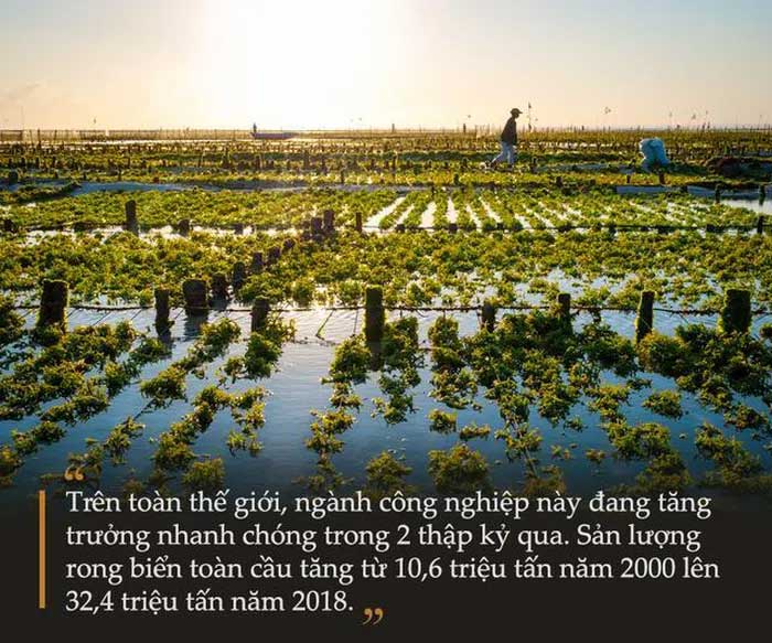 Massive seaweed farms show that the industry has developed on a large scale.