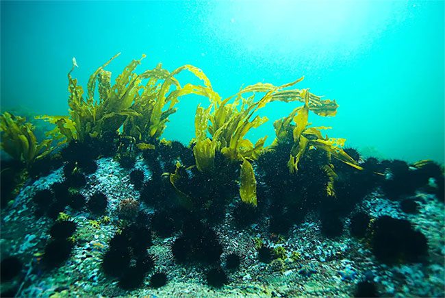 Kelp grows very quickly