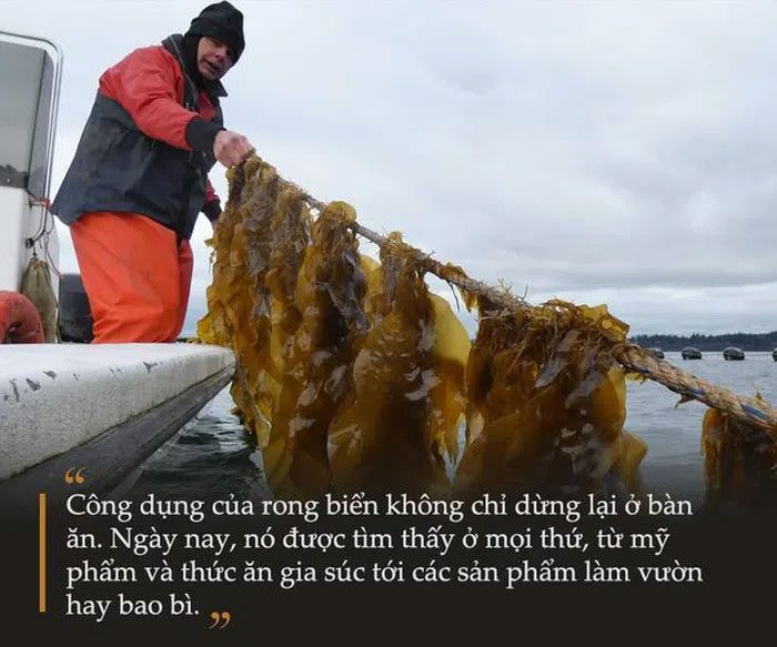 Harvesting seaweed