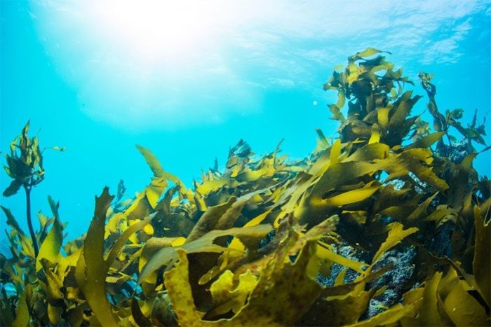 In the dark, seaweed generates electricity at half the rate obtained in light.