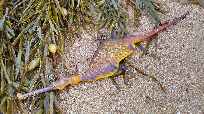Stranded sea dragon.