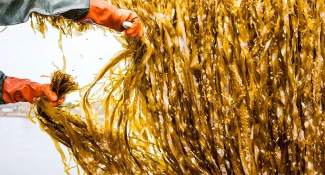 Seaweed has been a staple food in East Asian diets