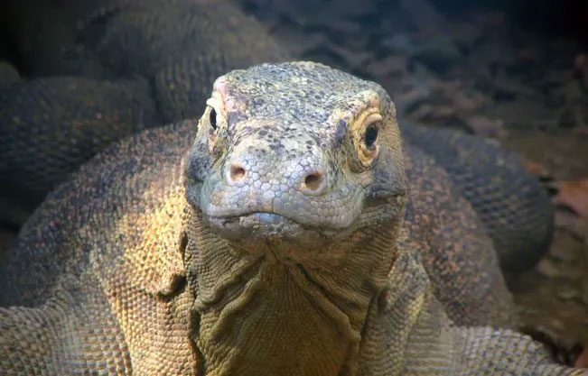 Komodo Dragon