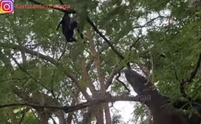 Komodo Dragon climbing a tree to catch a short-nosed fruit bat in Indonesia.