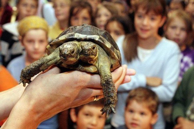 Two-headed turtle