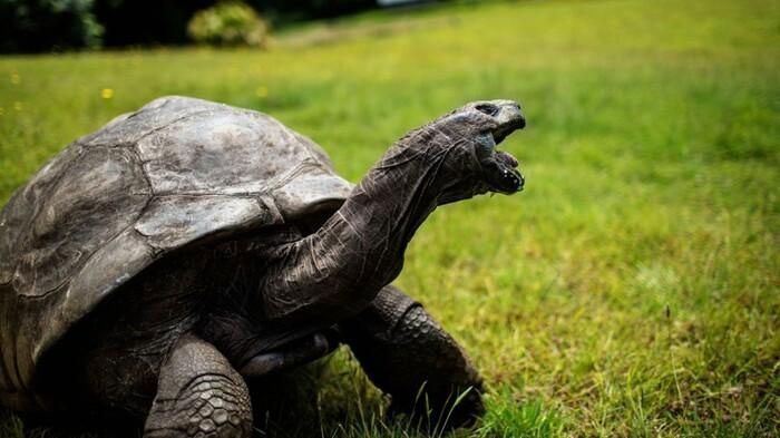  Jonathan becomes the oldest land animal in the world. 