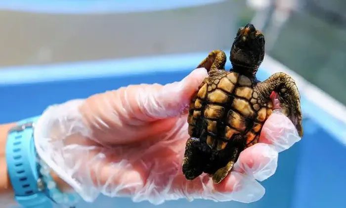 A juvenile sea turtle at the Sea Turtle Hospital