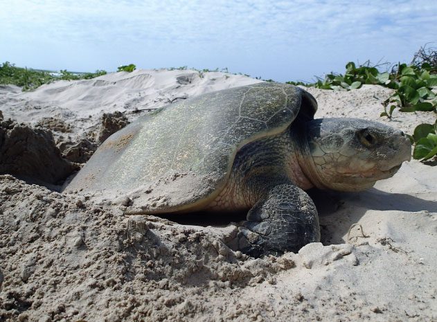 A female Kemp's Ridley turtle on Padre Island, Texas, USA